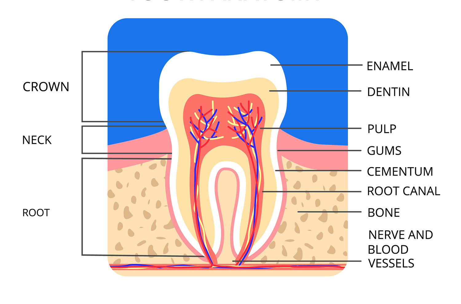 7 Myths About Tooth Enamel - Pleasant Street Dental